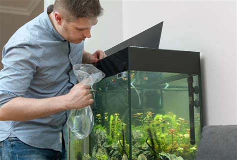 How to Add New Fish to a Tank (Step by Step & Tips.